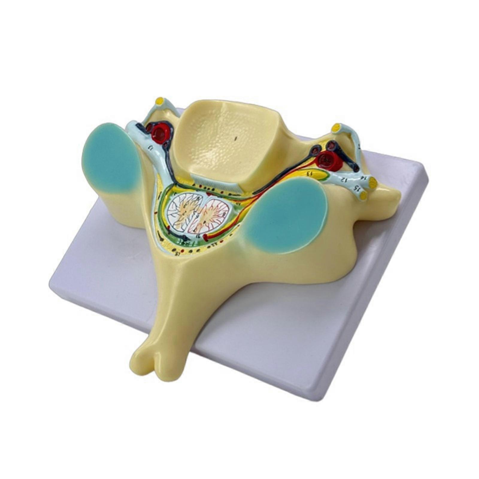 Spinal Cord Transection Model with Medulla Spinalis and Spinal Nerve Teaching Tool Humans Bone Model for School Multicolor