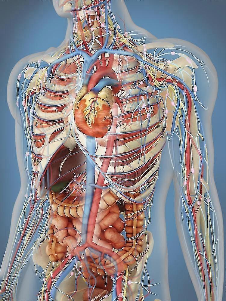 Transparent Human Body Showing Heart And Main Circulatory System Position With Internal Organs, Nervous System, Lymphatic System And Circulatory Syste