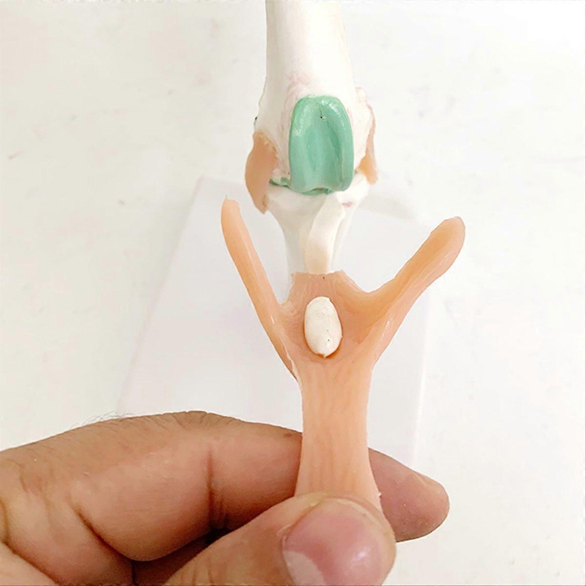 犬の骨格モデル、犬の膝関節、犬の靭帯機能モデル