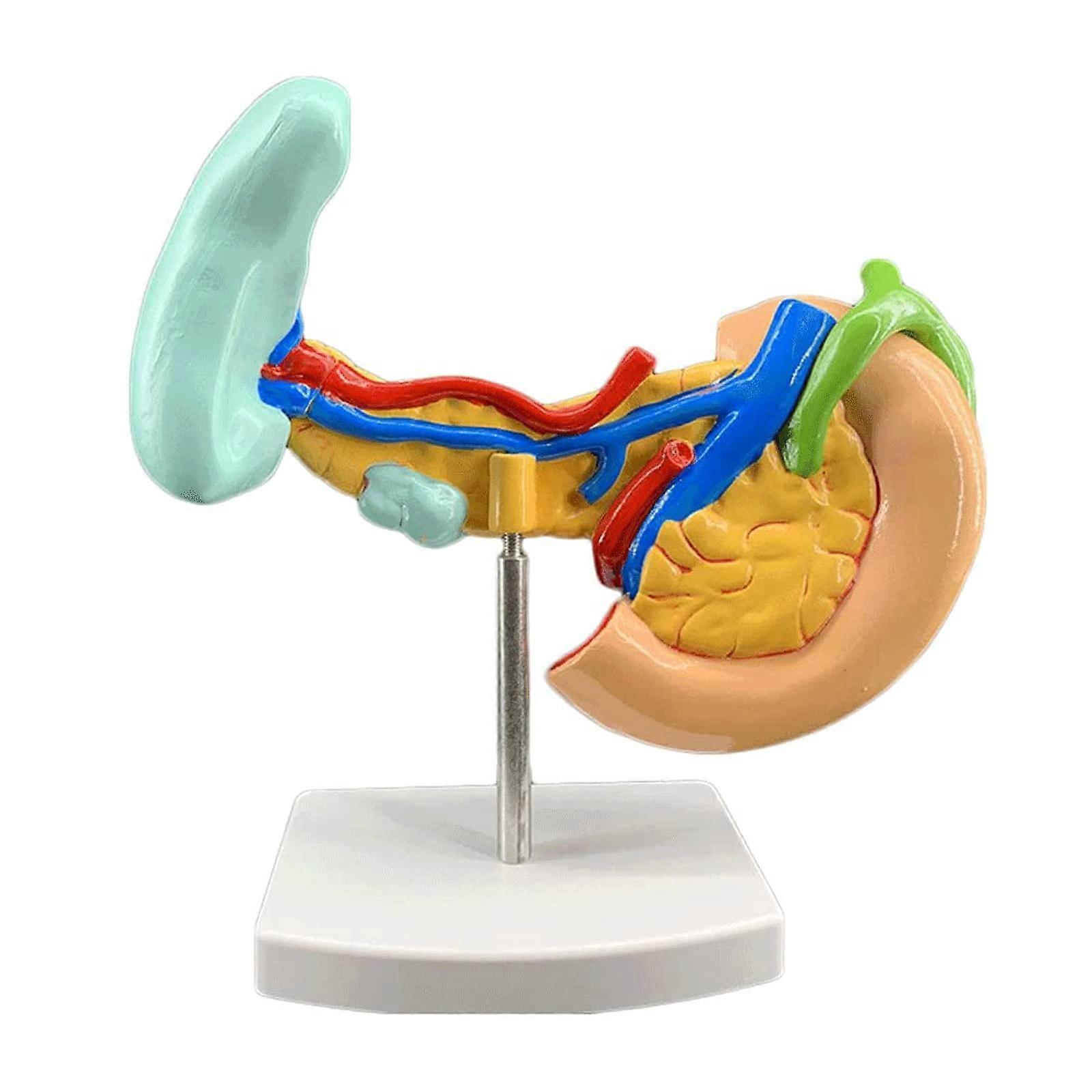 Human Anatomy Model with Bright Color Coding Gallbladder Duodenum Pancreas Spleen Teaching Aid