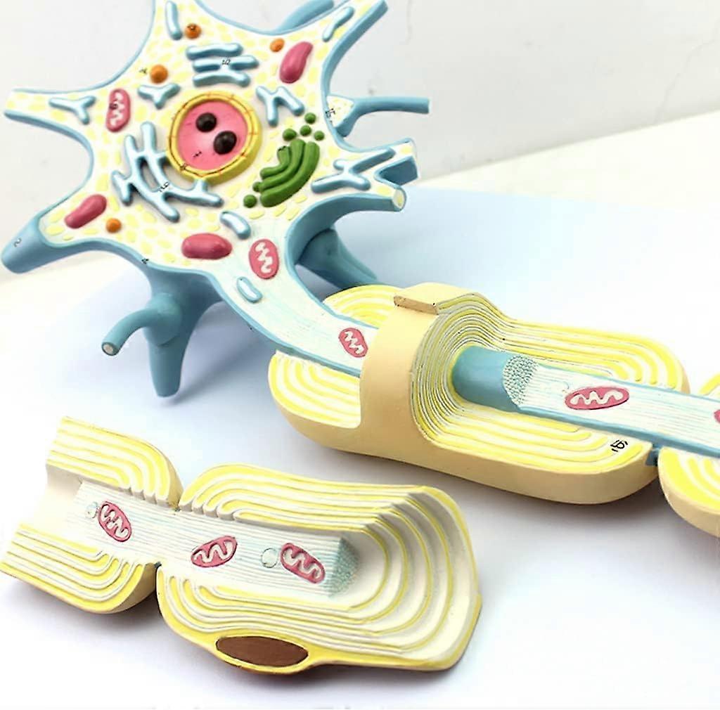 Human Brain Neuron Anatomy Model with Detachable TwoPart Design for Classroom Study