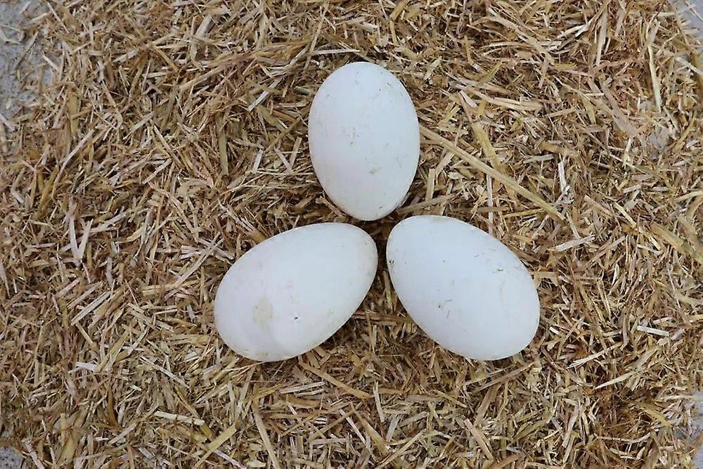Embden Goose Eggs