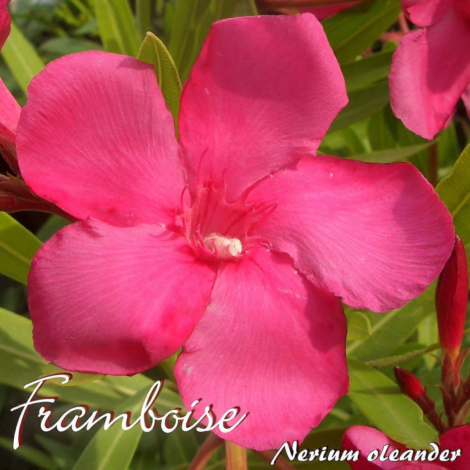 Oleanteri "Framboise" - Nerium oleanteri - Koko C08