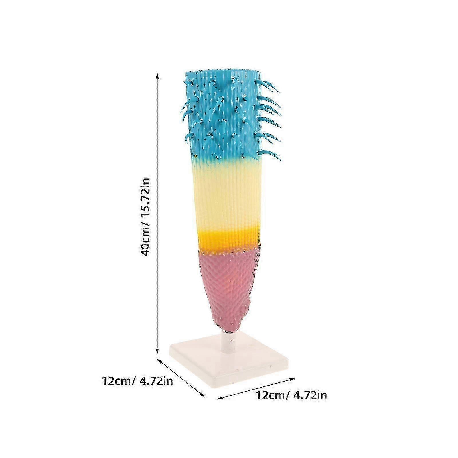 Educational Plant Model Root Profile Model for Learning Biology Study Tool