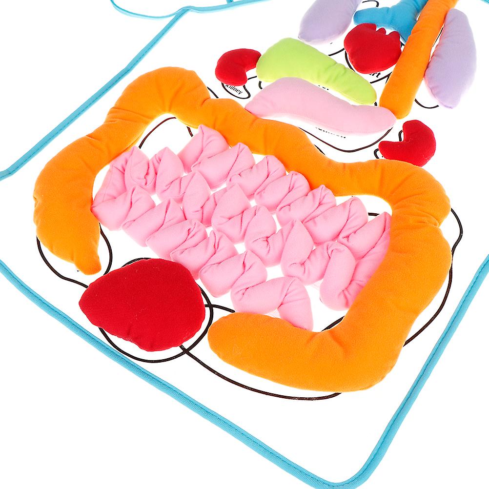 TABLIER D'ORGANES 3D Modèle de tablier d'organes du corps humain Jouet