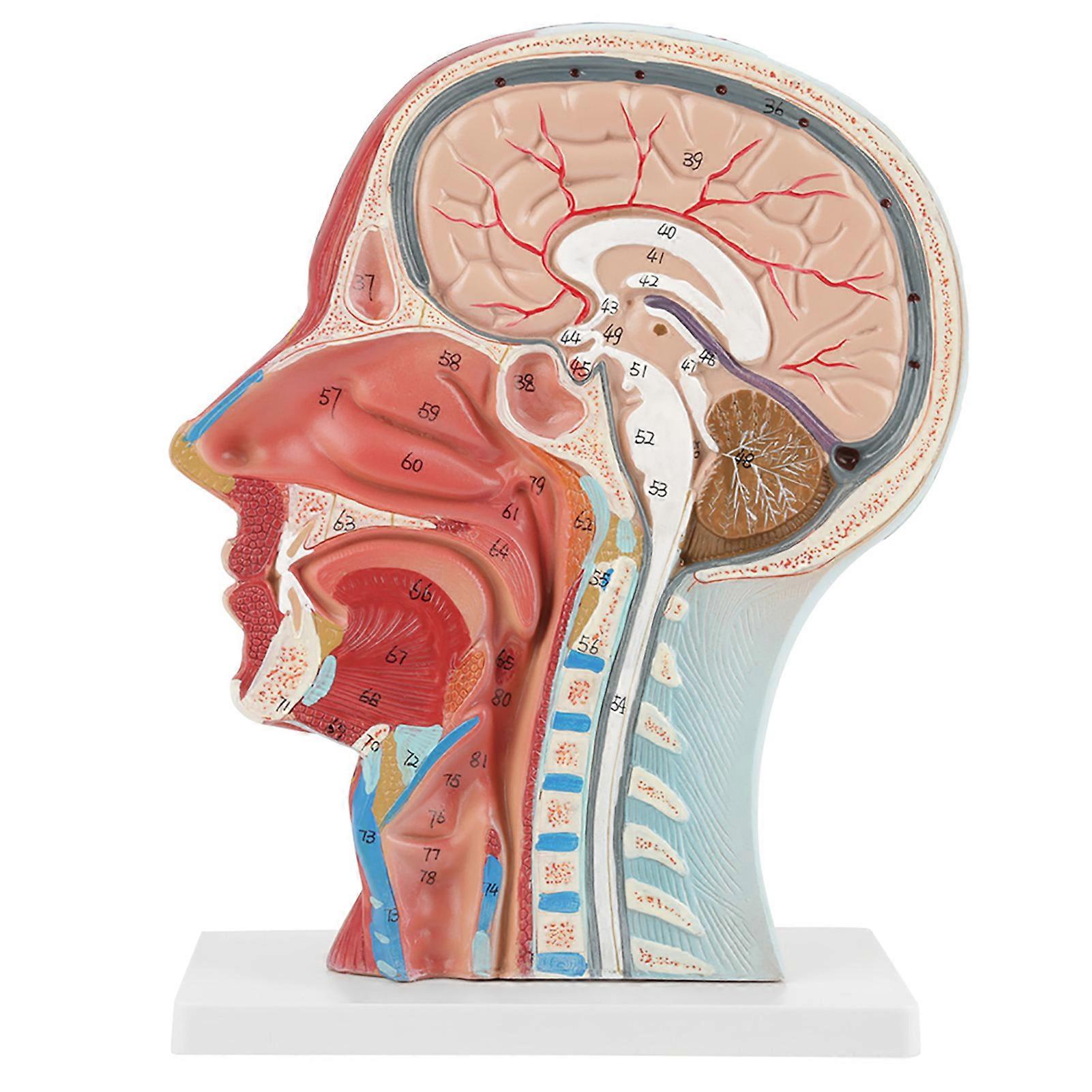 Anatomical Medical Life Size Head Brain Neck Median Section Study Model