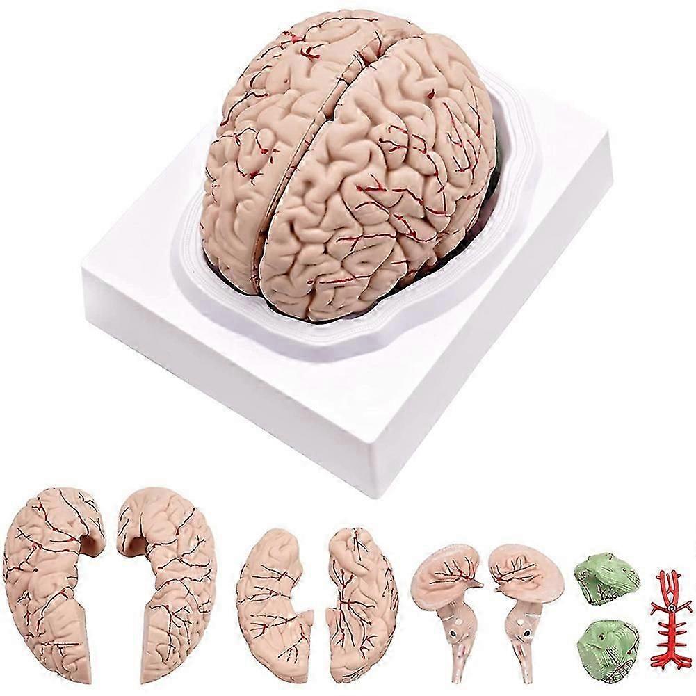 Human Brain Model,Life Size Human Brain Anatomy Model with Display Base,for Science Classroom Study & Teaching Display B