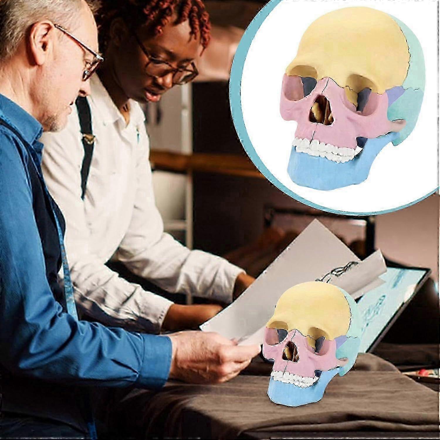 Skull Model, Detachable Skull Model, Colorful Skeleton Toy, Human Skull Head Model