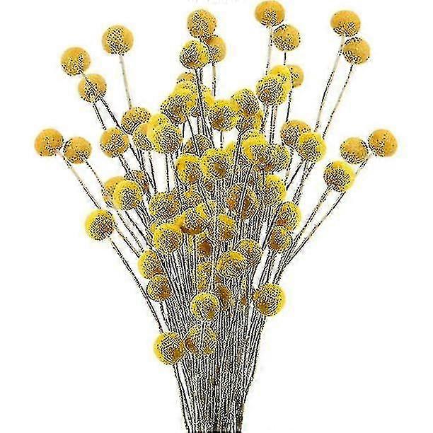 40 S Dried Dried Craspedia Button Fl Bouquet