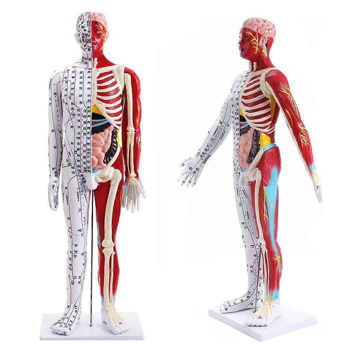 Acupuncture Manikin 85Cm Male Muscle Model Meridian Anatomy With Accurate Acupuncture Point Lettering For Teaching