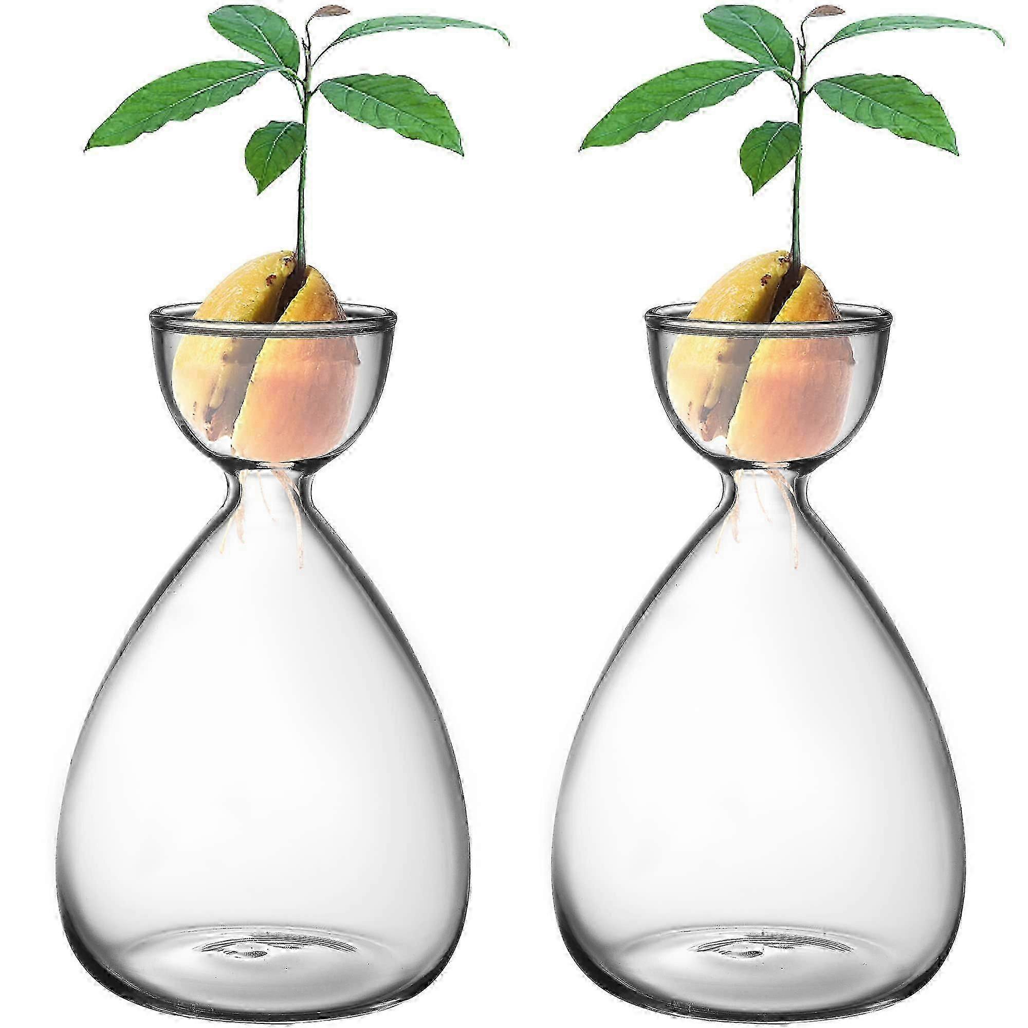 2 Avocado Seed Starter Vases for Gardening