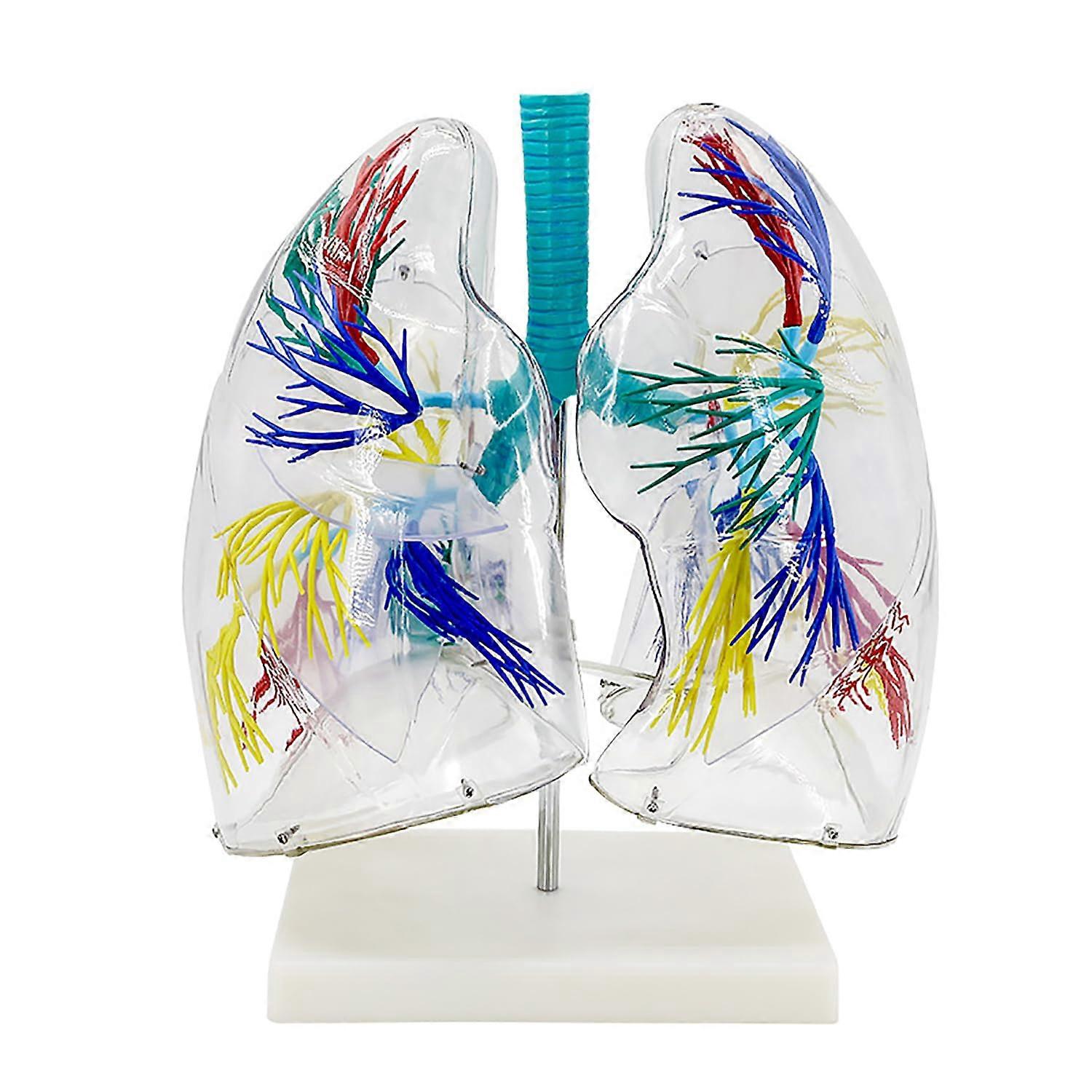 Transparent Human Lung Anatomy Model with Accurate Bronchial Tree for Medical Teaching and Study Display