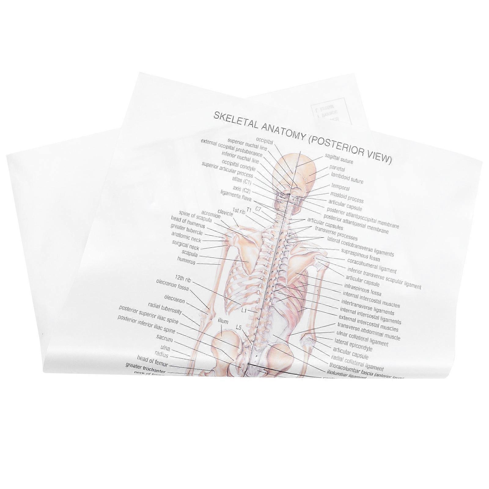 Skeletal Structure Anatomy Poster Decorative Poster for Decor
