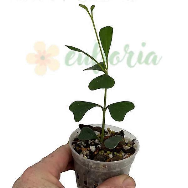 Hoya manipurensis Ø7cm