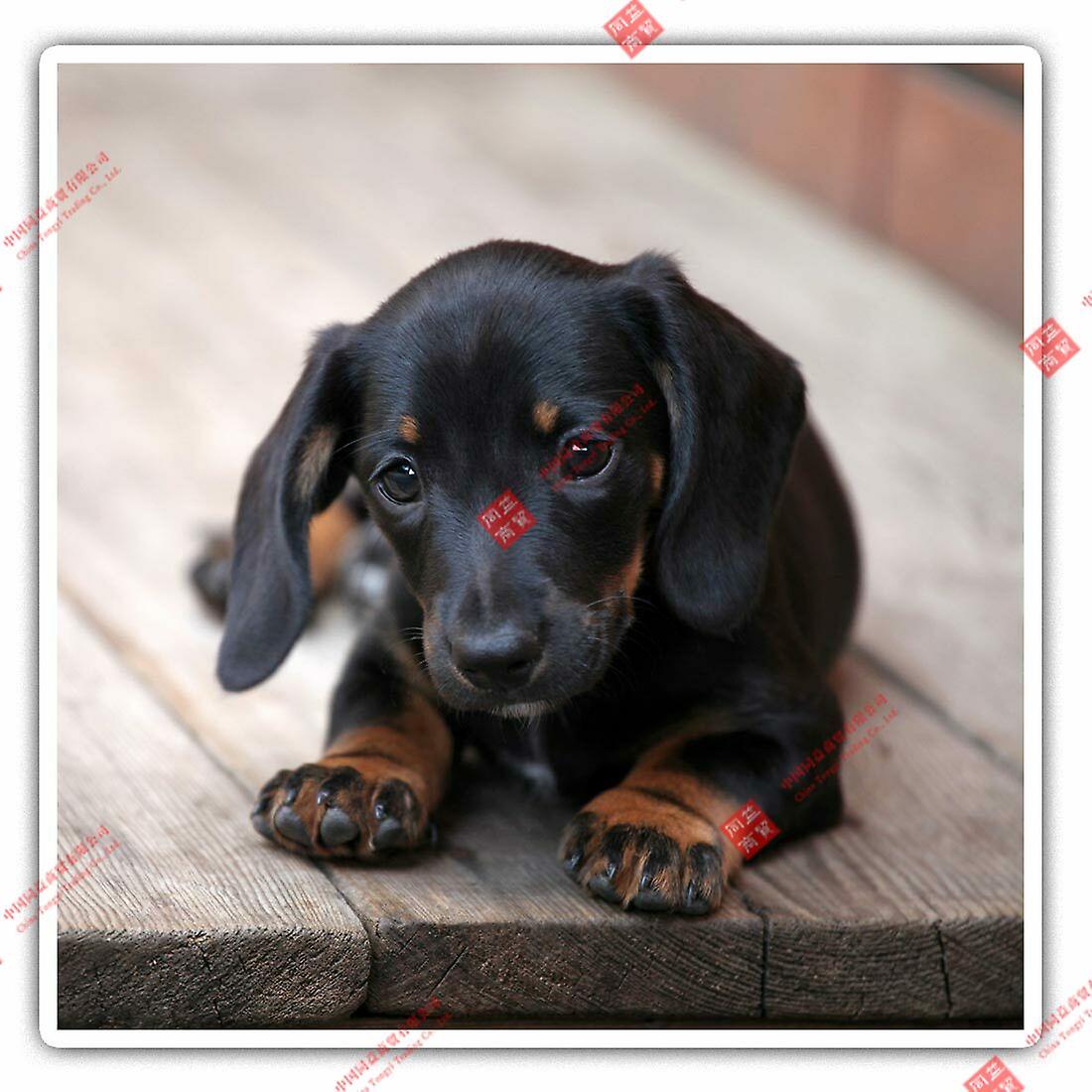 Kişilik Kare Çıkartmalar - Sevimli Dachshund Köpek Köpek Eğlenceli Serin Hediye Yarış Çıkartmaları