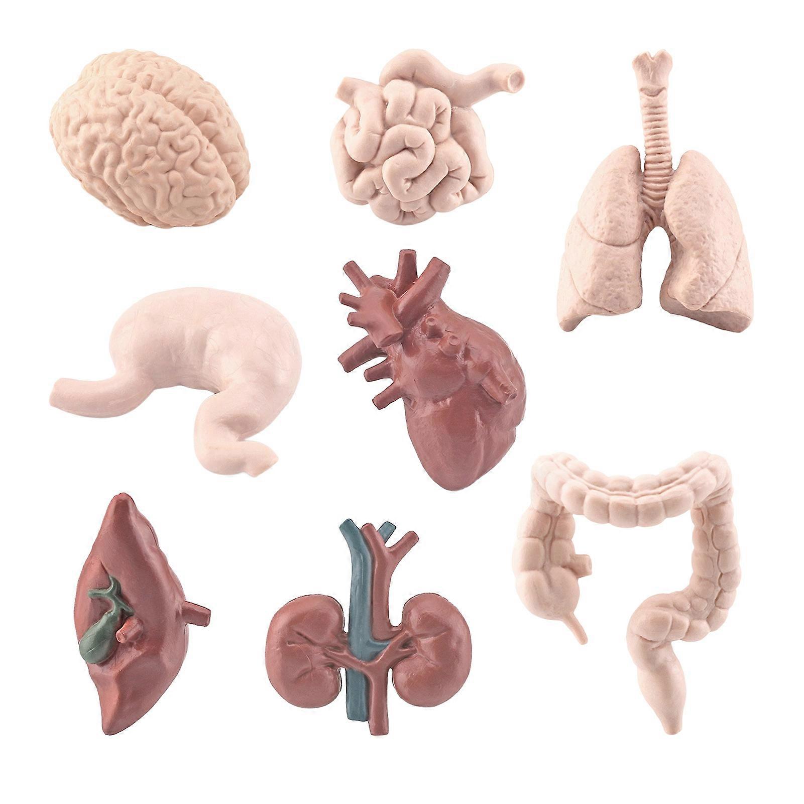 8Pcs/Set Organ Model Toy PVC Brain Lungs Small/Large Intestine Stomach Solid Model Early Learning Educational Toy Simulation Heart Model Human Body Sc