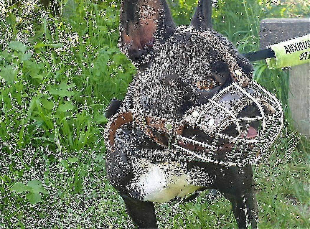 Anti-Bite Basket Muzzle για γαλλικό μπουλντόγκ - Heavy Duty Metal