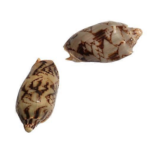 Emperor Conch Decorative Shells For Aquarium Home Decor