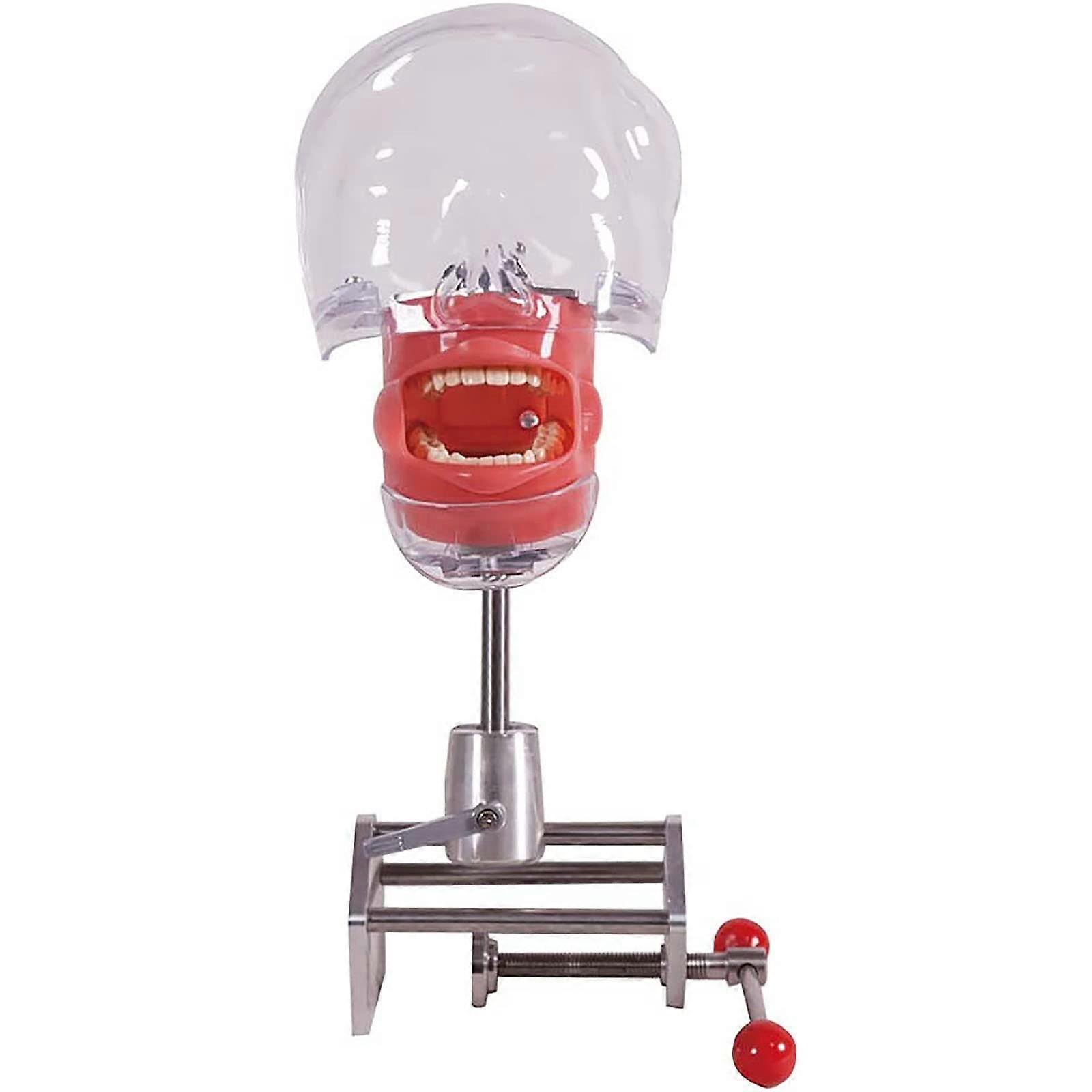 Dental Phantom Head Training Simulator with Teeth Model and Durable Bench Mount for Dentist
