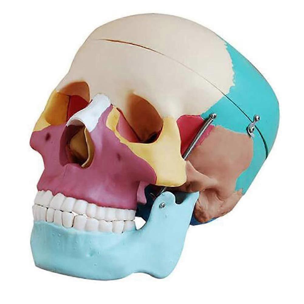 Life Size Human Skull Anatomy Model with Accurate Bone Segmentation and Removable Teeth