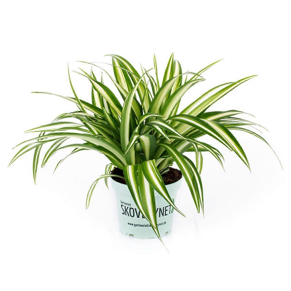 Chlorophytum comosum D12