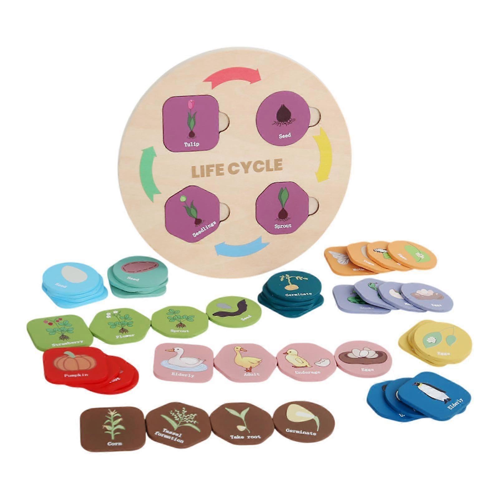 Life Cycle Kit, Toy for Scientific Learning Activities, Interactive Educational Toy Gift, Science Learning Kit, for Ages 3