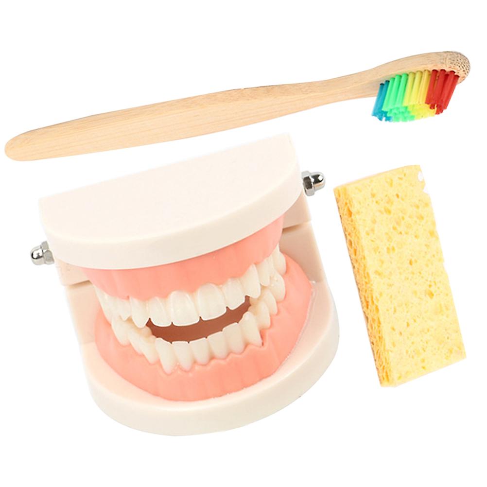 Teeth Brushing Demonstration Standard Teeth Model for Kids Education 1Set