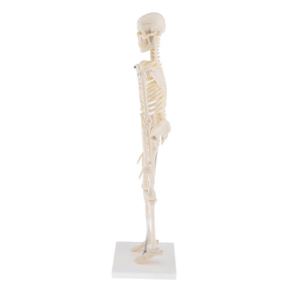 Petite Human Skeleton Model on Base, 45cm Tall, Removable and Detachable