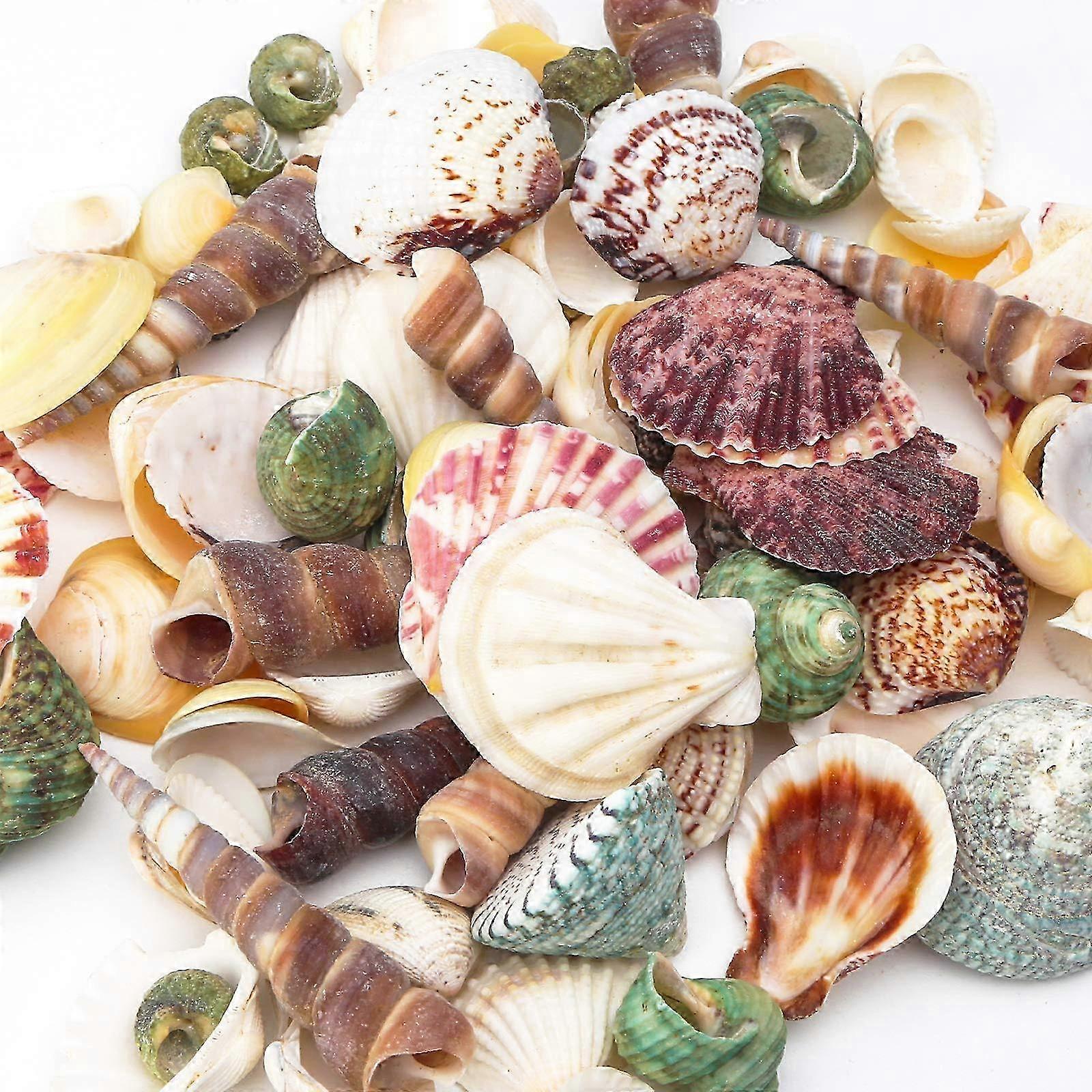 Sea Shell Set, 50-70 PCS Assorted Natural Shells for Crafting Vase ...