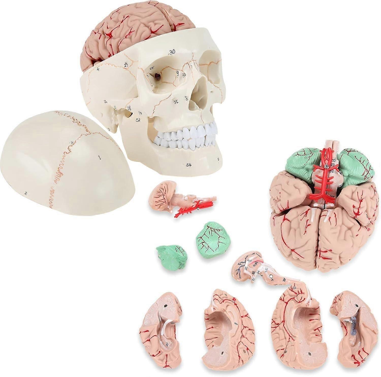 Human Skull Model with 3Part Numbered Skull and Removable 8Part Brain for Medical Study