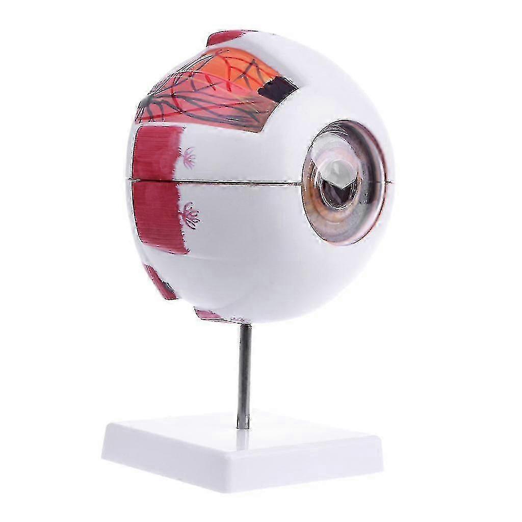 Realistic 6x PVC Dissectible Human Eye Model