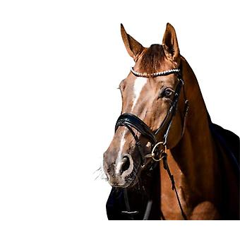 Showtime Special Guy Bridle For Horse