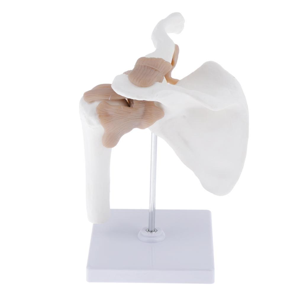 1:1 Life Size Human Shoulder Joint  with Ligament Model Teaching Tools