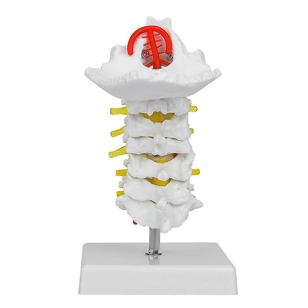 Anatomical Model of Human Cervical Vertebra Arteria Spine for Science Laboratory