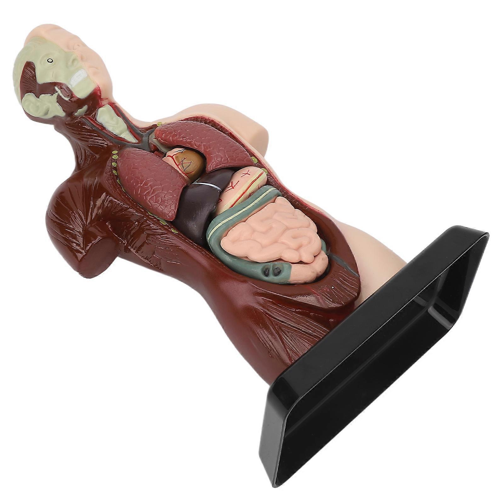 Human Body Model Detachable Simulation Unisex Human Torso Model for Teaching Study Students 