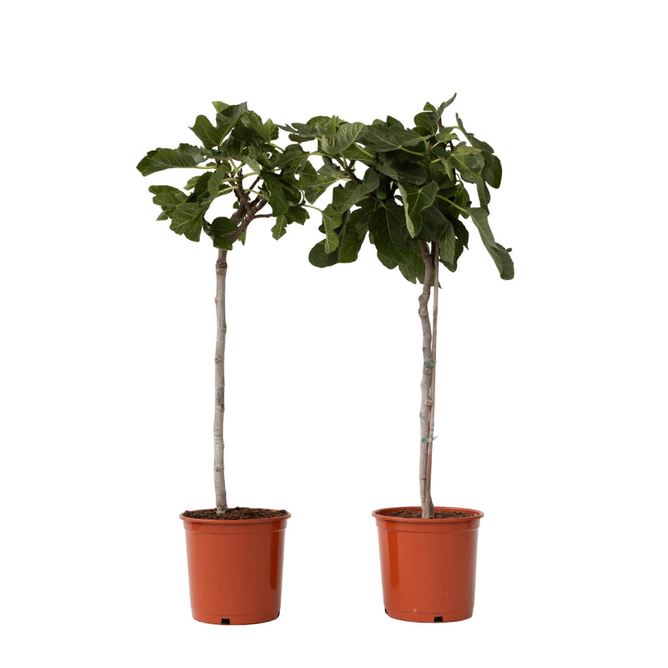 Common fig - 2 pcs. - Ficus Carica - Height 70-90cm - ⌀21cm