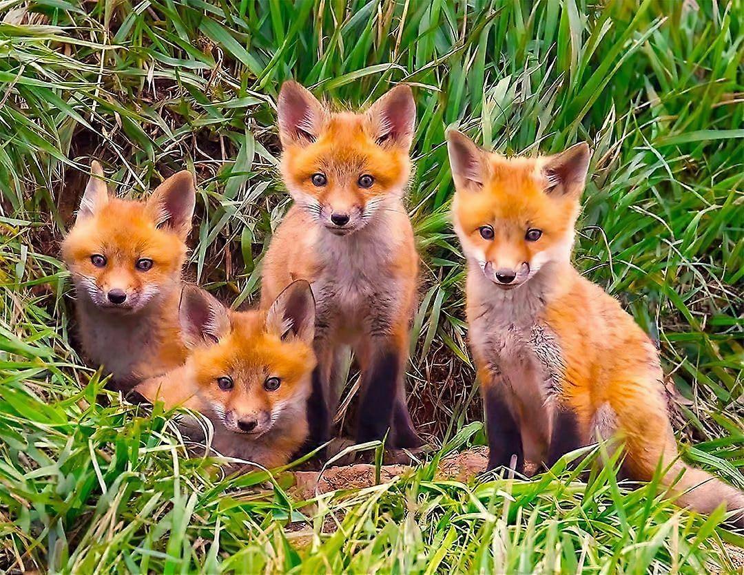 Quebra-cabeça Fox Pups Den XI-0494