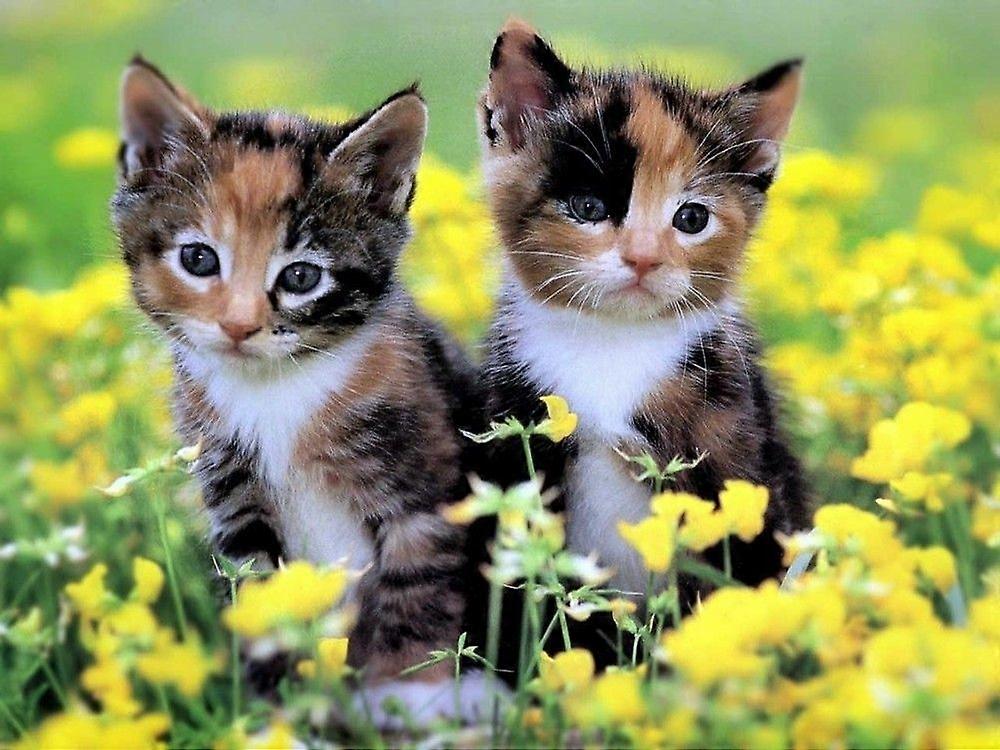 Puzzels met kittens TD311