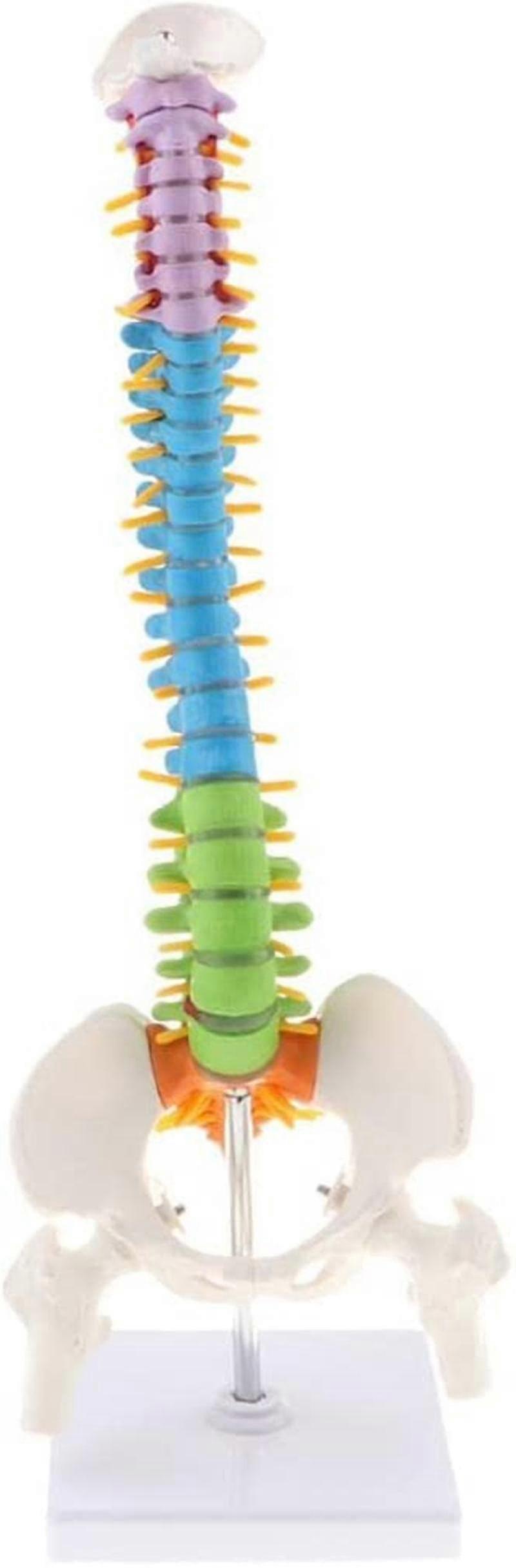 Wissenschaftliche super flexible Anatomie der menschlichen Wirbelsäule Anatomie Lehrmaterial 45cm