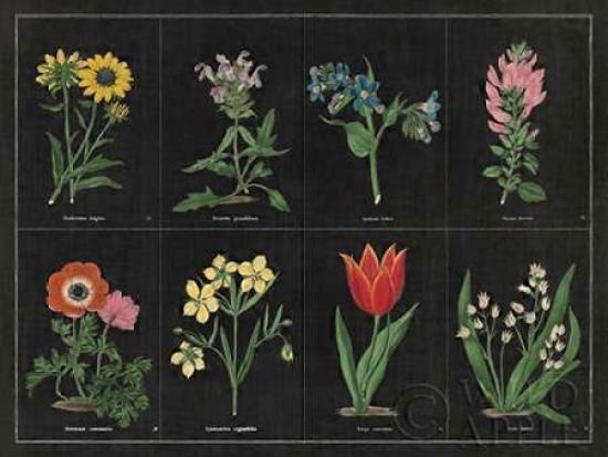 Botanical on Black Chart I Poster