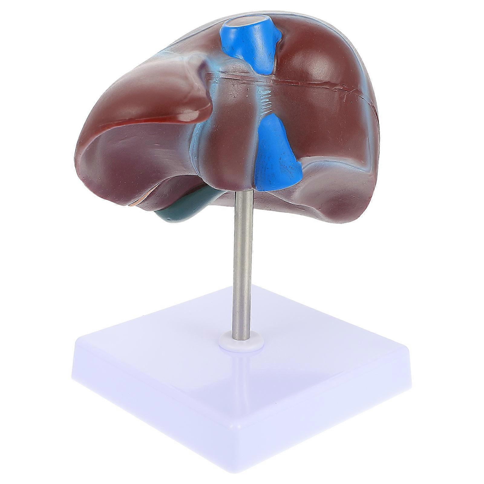 Teaching Aid Human Liver Model Featuring Craftsmanship and Accuracy
