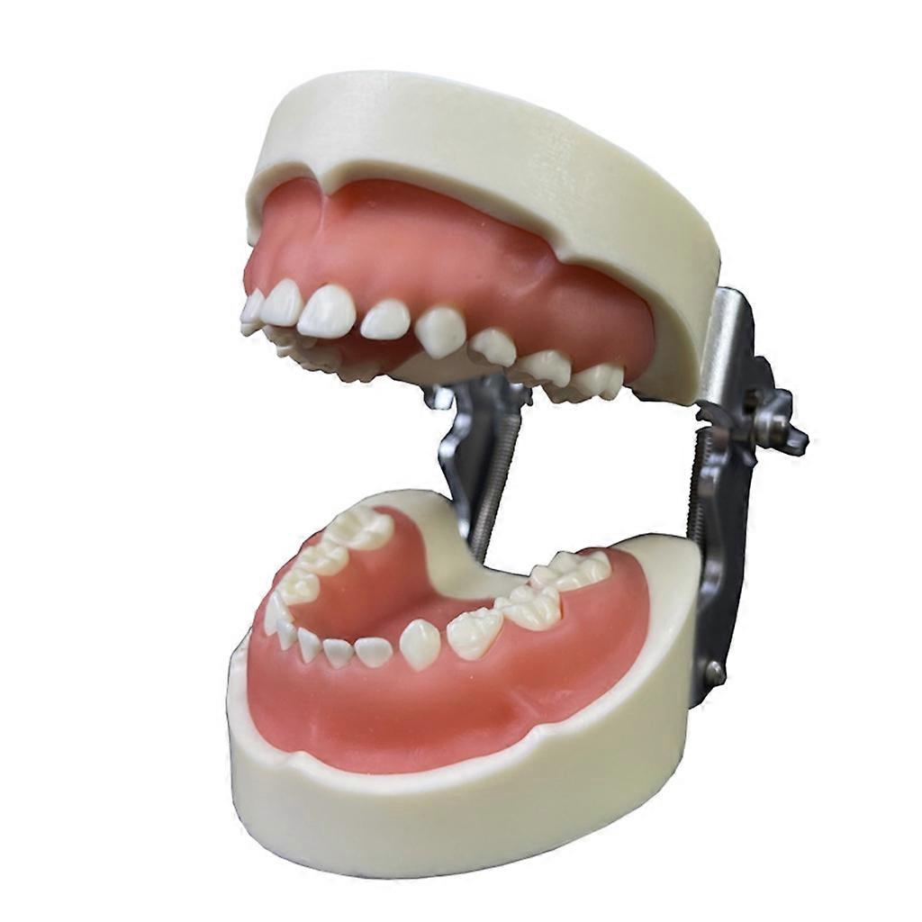 Dental Demonstration Teeth Model Kids Study Teaching Dental Mode with All Removable Teeth Bendable Teeth Typodonts