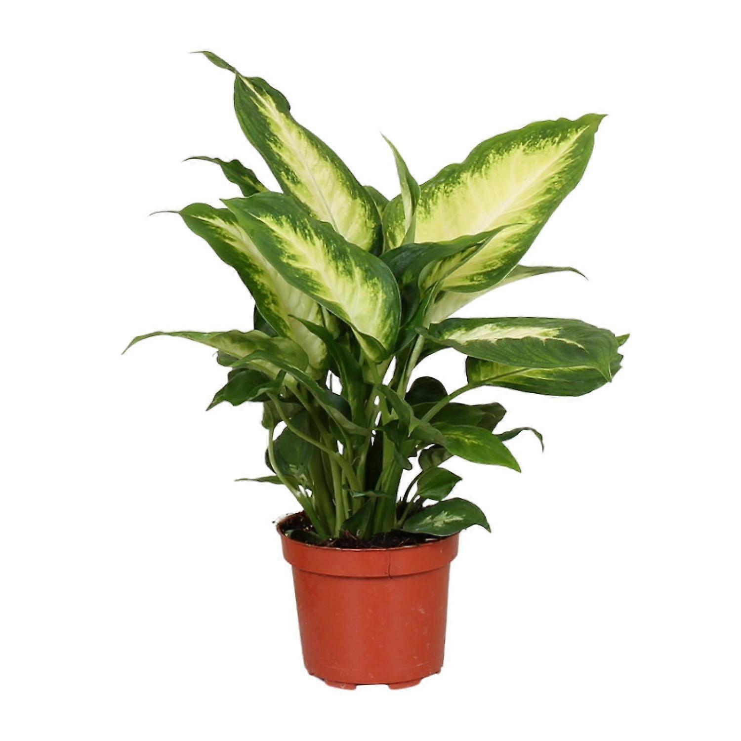 Dieffenbachia Camilla - 25-35cm - Ø12cm
