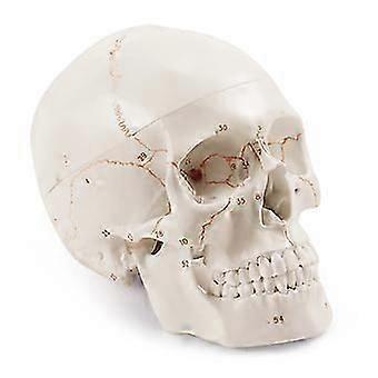 Anatomical Human Skull Model, 3-Part, Numbered, Life Size