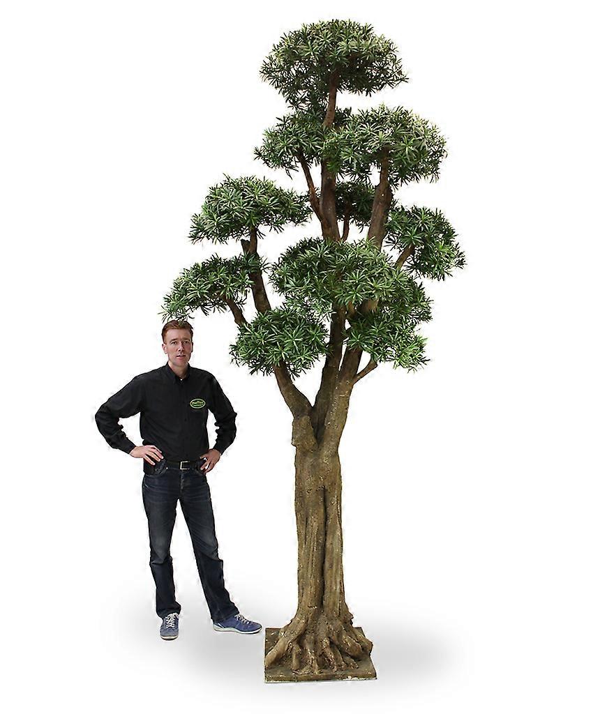 Podocarpus Giant (350 cm)