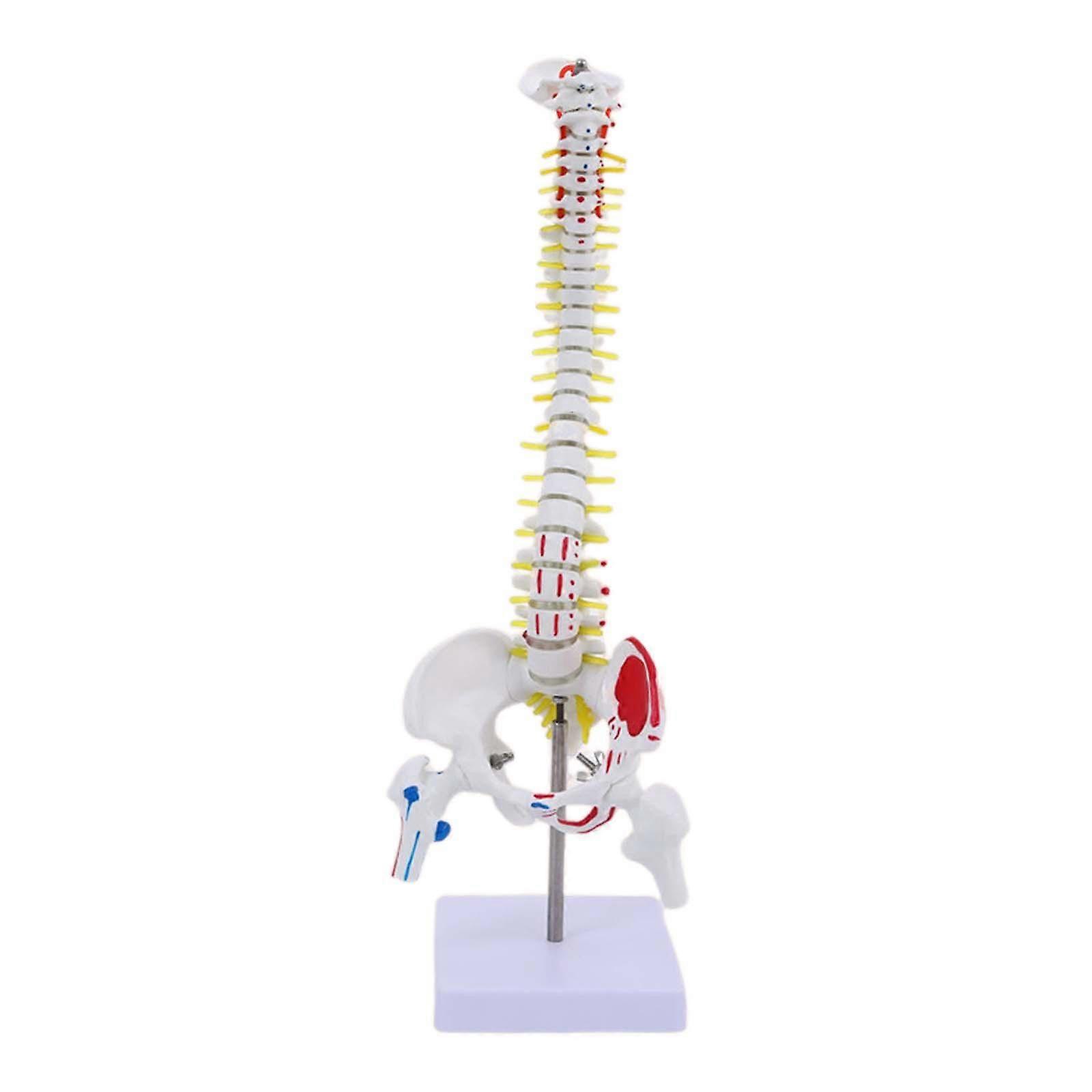 Human Spine Model Skeleton Detailed Flexible for Study Learning Teaching Aid
