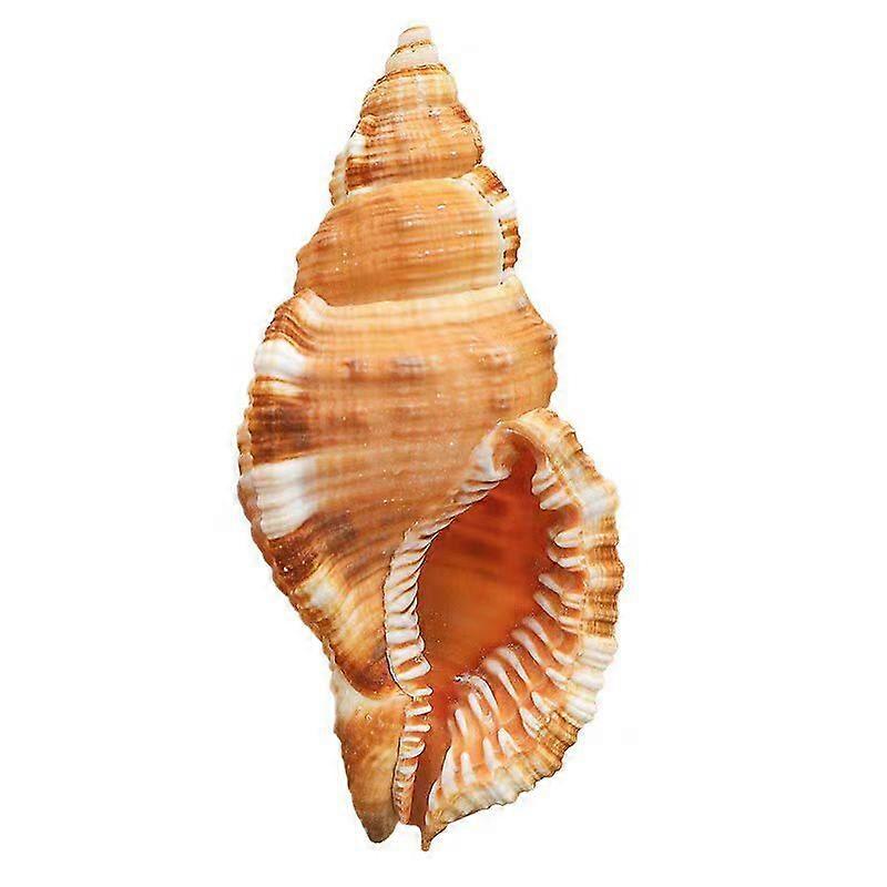 Hairy Triton Snail Specimen Shells For Aquarium Decor