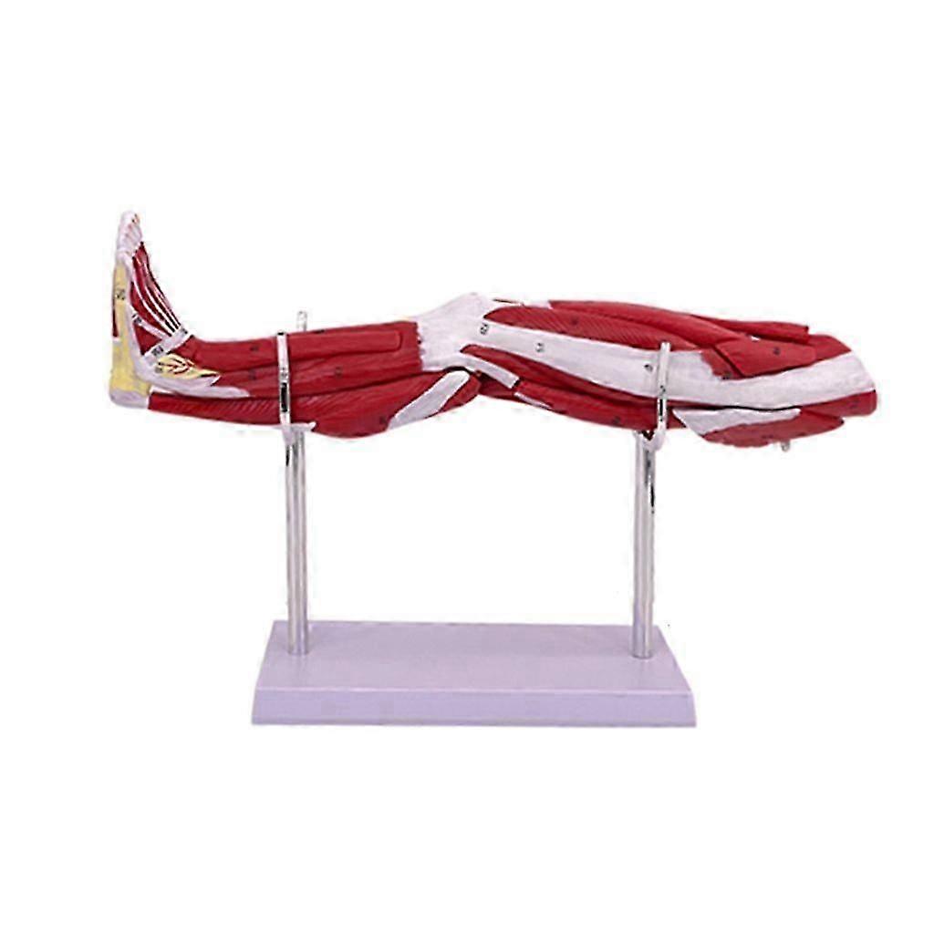 מודל אנטומיה מפורט של שרירי הגפיים התחתונות עם כלי דם ועצבים עיקריים למחקר רפואי