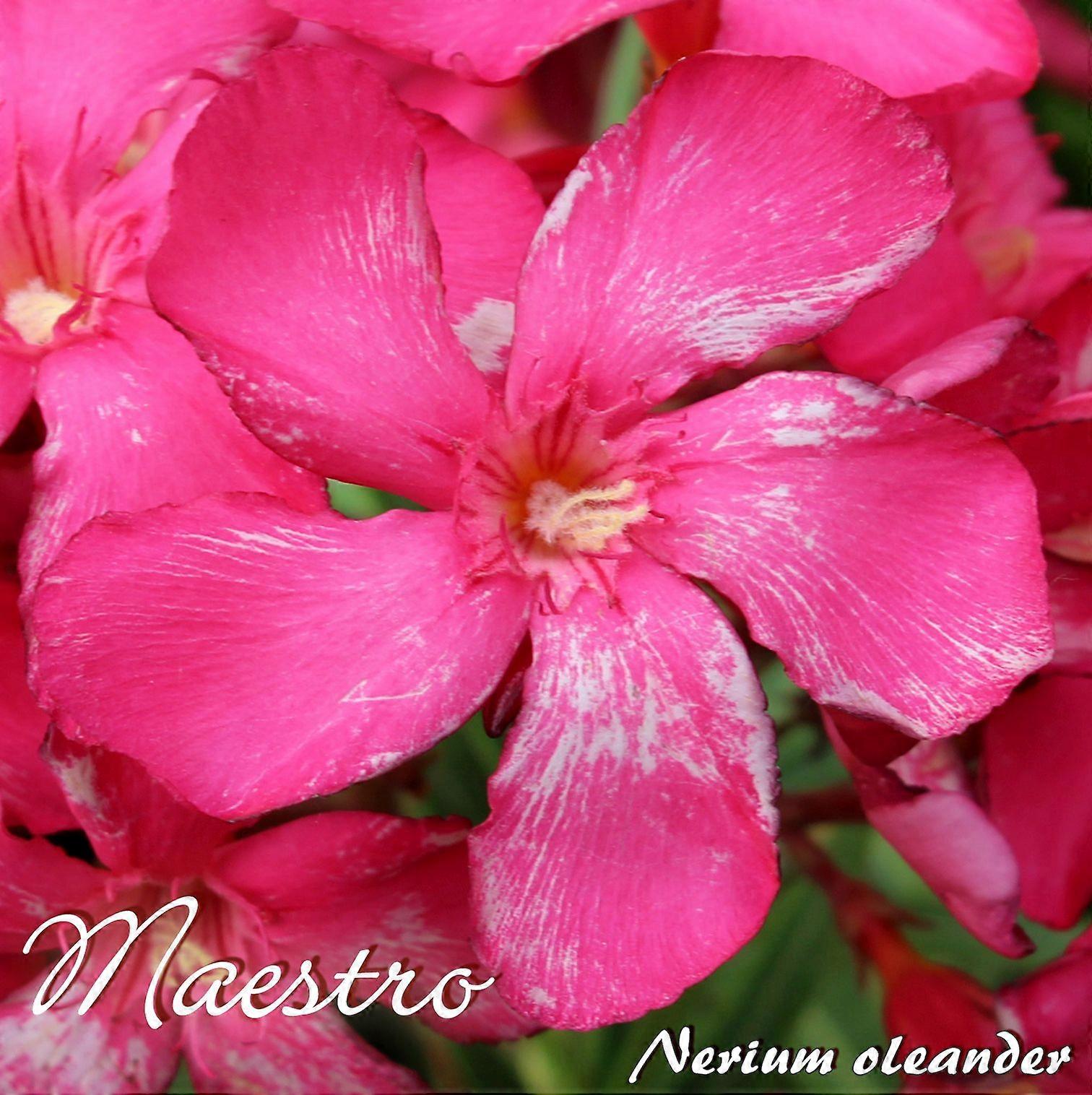 Oleander "Maestro" - Nerium oleander - Size C03