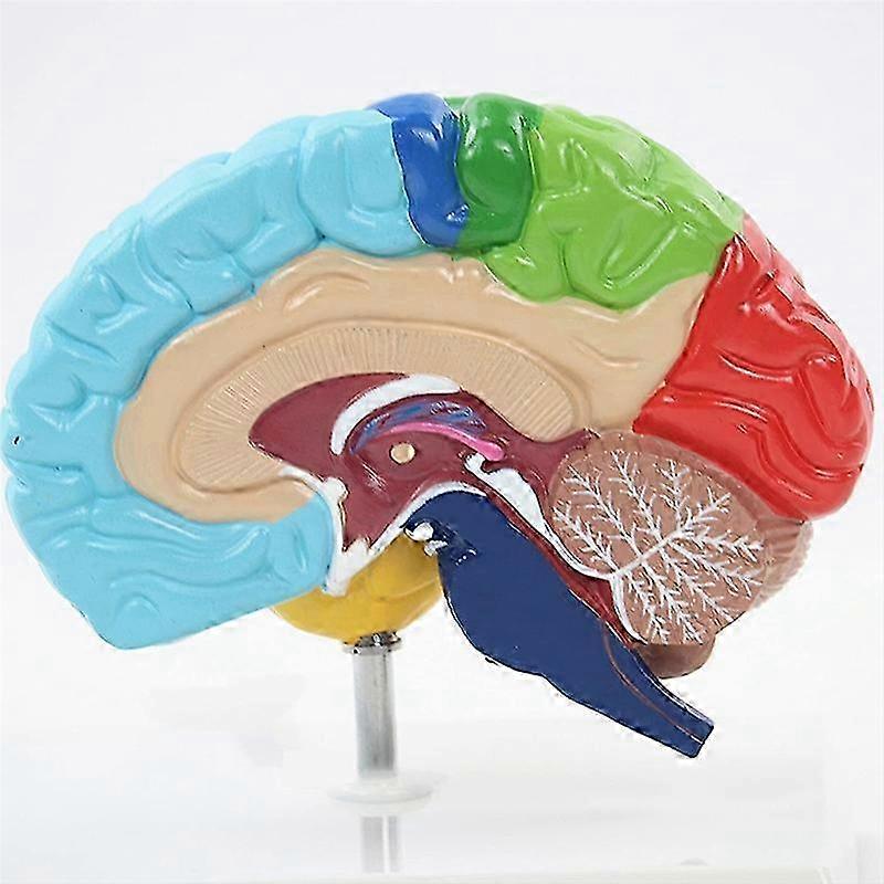 Human Brain Model 1:1 Right Hemisphere Anatomy for Medical Student Teaching Study Tool